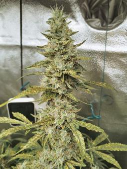 Blue Auto Mazar - картинка 3