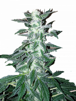 Short Rider Auto fem