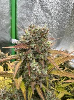 Stardawg Auto - картинка 1