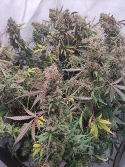 Pineapple Express Auto - картинка 4