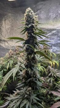 Sagrada Amnesia