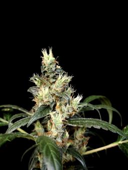 White Widow Auto - картинка 4