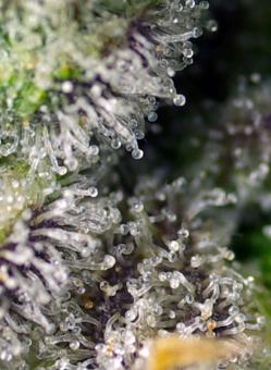 Green Poison XL Auto® - картинка 6