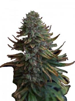 Hawaiian Snow