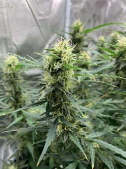 Big Bud Auto - картинка 6