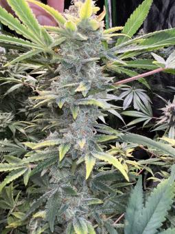 Super Silver Haze - картинка 1