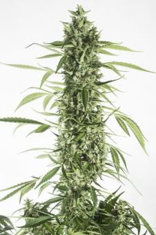 Moby Dick Auto - картинка 1