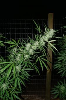 Himalaya Gold - картинка 2