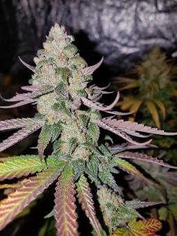 Sweet ZZ (Zkittlez) - картинка 6