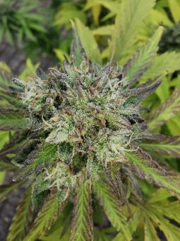 GG4 Sherbet FF - картинка 1