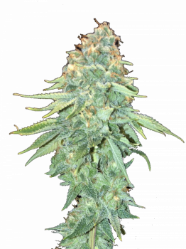 Sherbet Queen Auto