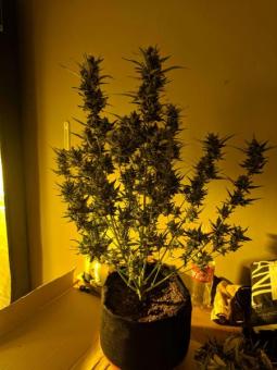 Girl Scout Cookies Auto - картинка 8