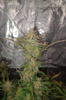 BubbleGum Auto - картинка 4
