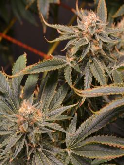 Nicole Og Kush - картинка 2
