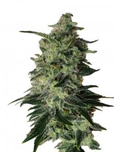 Buddha Gelato