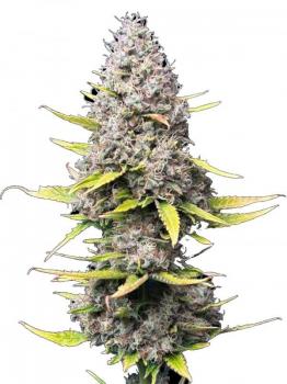 Super Silver Haze