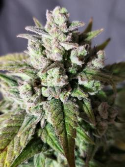 Amnesia Haze Auto - картинка 1