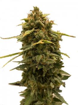 Ztrawberriez Auto fem