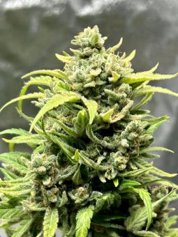 Pound Cake Auto - картинка 1