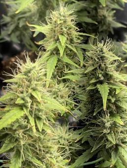 G14 Auto - картинка 4