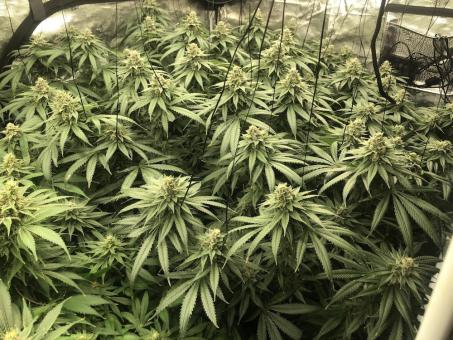 Auto White Widow - картинка 2
