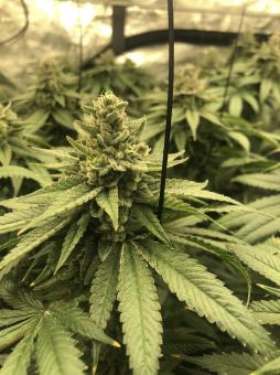 White Widow - картинка 2