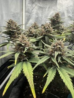 Tropicana Cookies Auto - картинка 5