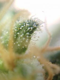 OG Kush Auto - картинка 5
