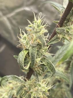 Original Auto AK - картинка 8