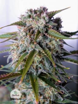 Tangie Auto - картинка 10