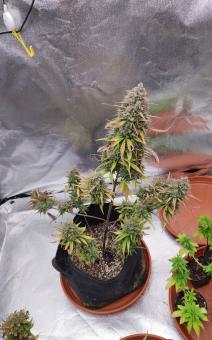 Purple Punch OG XL Auto® - картинка 5