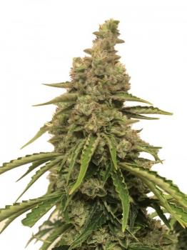 Cream Cookies Auto