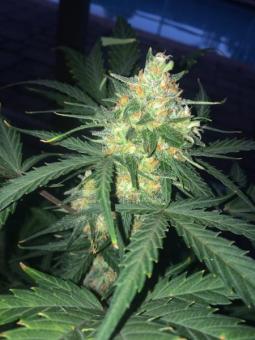 West Coast O.G. Auto - картинка 1