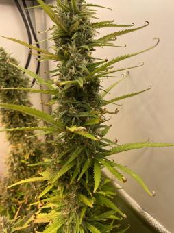 Cream Caramel Auto - картинка 6
