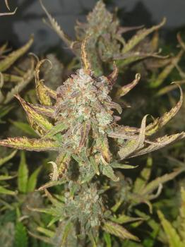 Guava Auto fem