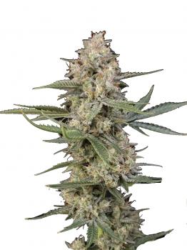 Ice Auto fem