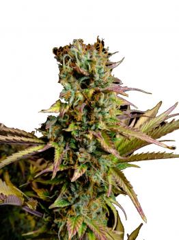 Hawaii Maui Waui Auto fem