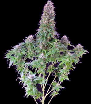 Green-O-Matic Auto - картинка 1