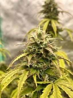 Buddha Auto Zkitt - картинка 1