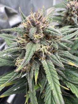 Tropicana Cookies Auto - картинка 1