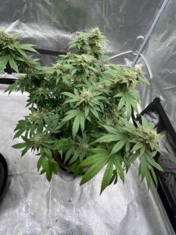 Bubble Kush Auto - картинка 3