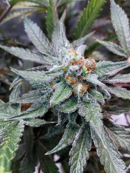 Delicious Cookies Auto  - картинка 2