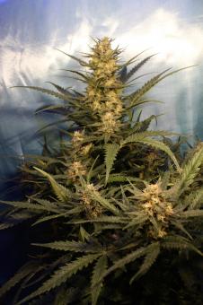 Green Poison Auto - картинка 2