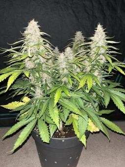 King's Juice Auto - картинка 4