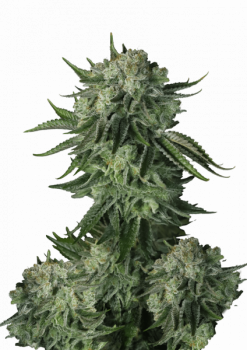 Moby Dick Auto fem