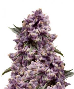 Purple #1