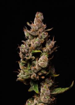 Purple Lemonade Auto - картинка 2