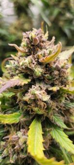 White Widow - картинка 5