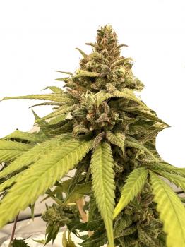 Exodus Cheese Auto