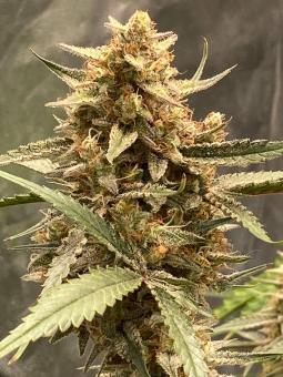 Papaya Cookies Auto - картинка 2